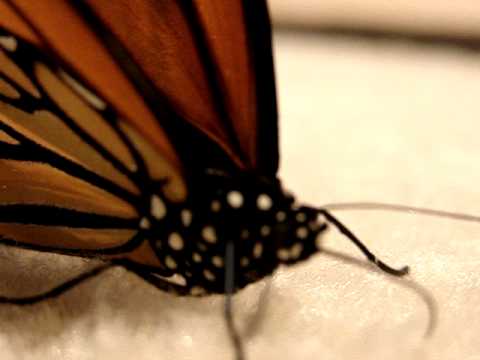 download lagu mp3 mp4 Frozen Butterflies For Sale, download lagu Frozen Butterflies For Sale gratis, unduh video klip Frozen Butterflies For Sale