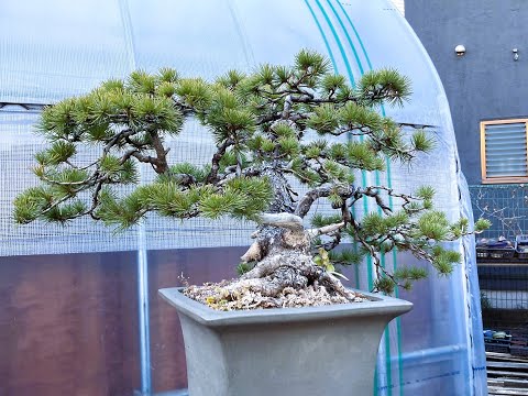 Japanese shohin bonsai in Winter 2022 Pt.2