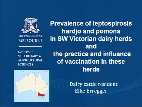 The prevalence of Leptospira borgpetersenii sv Hardjo...