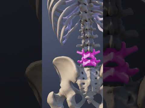 Functions of the L4 L5 Spinal Motion Segment