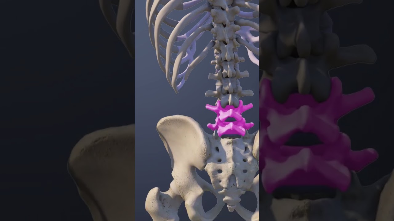Functions of the L4 L5 Spinal Motion Segment