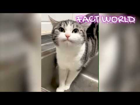 cat amazing 😍😍🤩🤩 fanny video #trending #viral #facts #funnyvideo #long #comedy