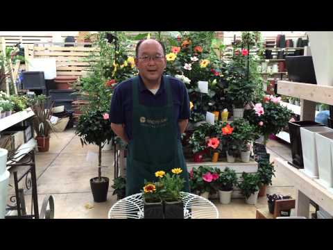 園芸 一年生のガイラルディア、ペイントされたガイラルディア