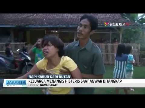 Anwar Ditangkap, Keluarga Menangis Histeris