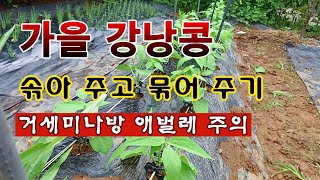 [텃밭농부 2,055]  가을강낭콩. 솎아주고, 묶어주는 방법! #강낭콩재배