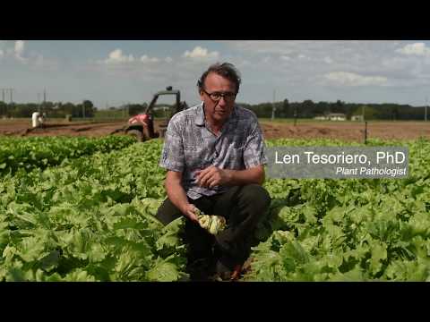 Soil Borne Disease Series: Bottom Rot