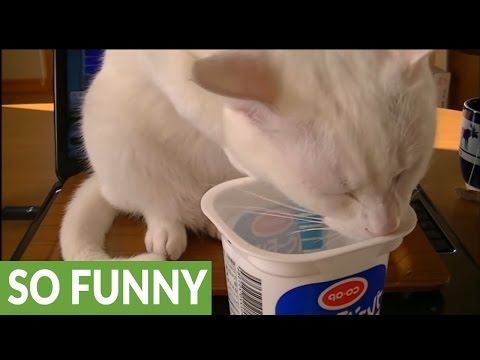 Cat uses spoon to eat yogurt - YouTube