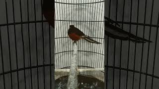 Download lagu begini murai mau tidur nyenyak mp3