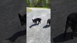 Video preview image #1 Mutt Puppy For Sale in Garden City, NY, USA