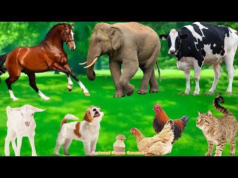 Beautiful Animal Moments: Chicken, Dog, Cat, Elephant, Cow, Sheep - Animal Video