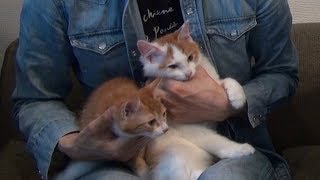 【シュガーペット＃３１】猫ちゃん登場！〜保護した猫と暮らすまで〜