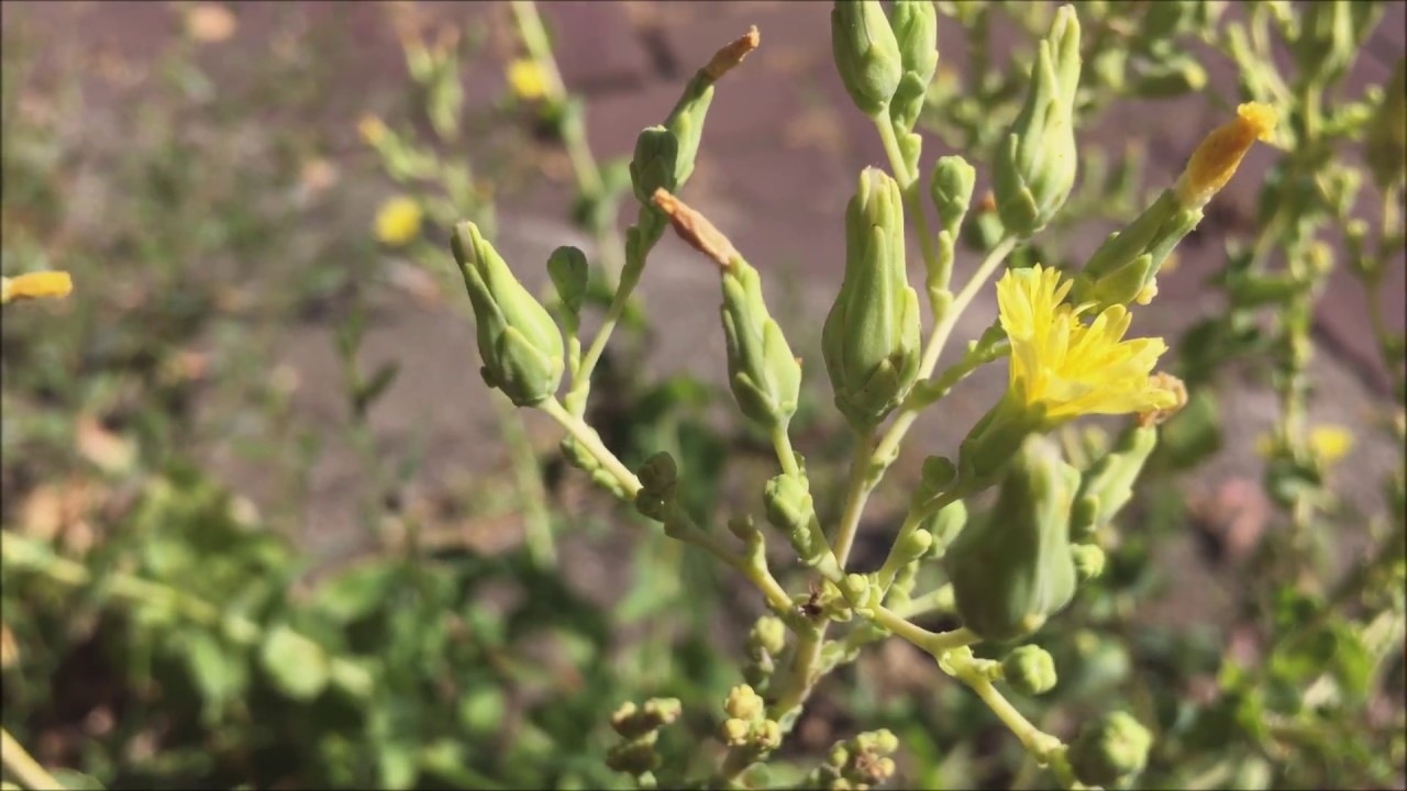 Sla (Lactuca sativa) - 2018-07-13 - YouTube