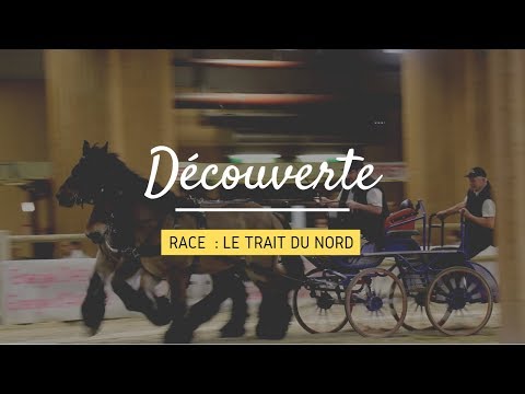 , title : '[DECOUVERTE] Race : Le Trait du Nord'