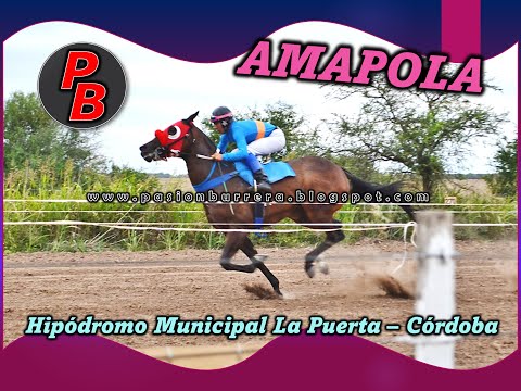 AMAPOLA, Hipodromo La Puerta (12-12-2021)