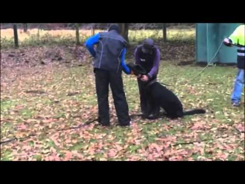 AISAF von Pike´s Spirit und Nelly vom Haus Hoengen - SchuDi