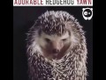 Adorable Hedgehog Yawn