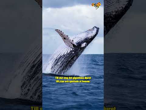 Michael svaldes hel av en val – överlevde