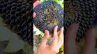 Download lagu Ternyata Kuaci Berasal Dari Bunga Matahari #shrots #feedshorts #fyp mp3 Download lagu Ternyata Kuaci Berasal Dari Bunga Matahari #shrots #feedshorts #fyp mp3