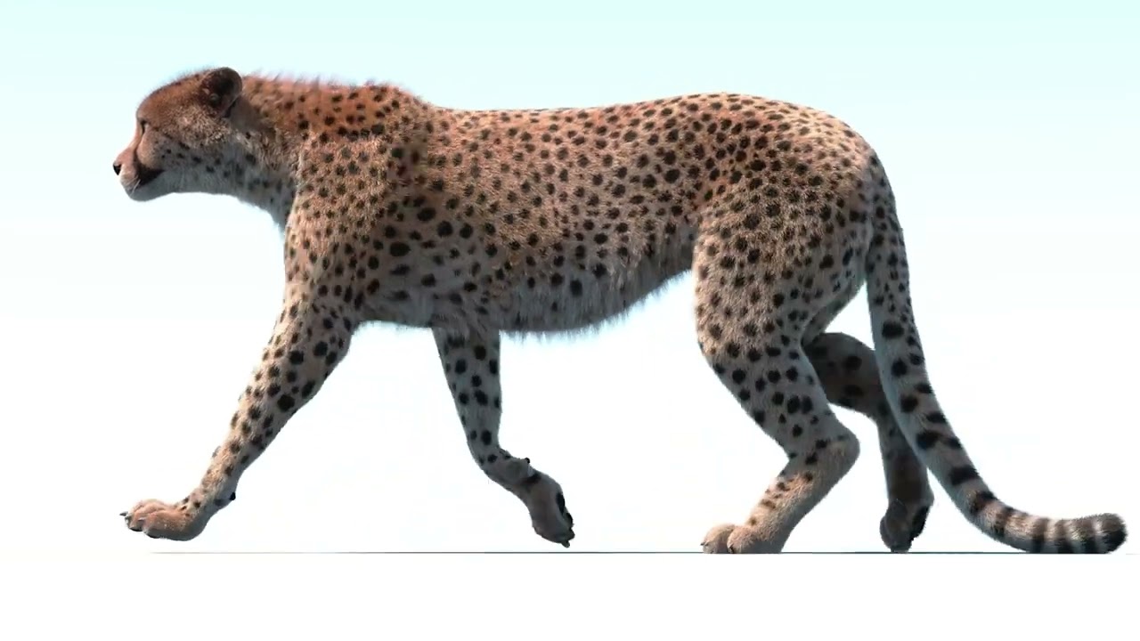 Animated Cheetah Fur 3D Model