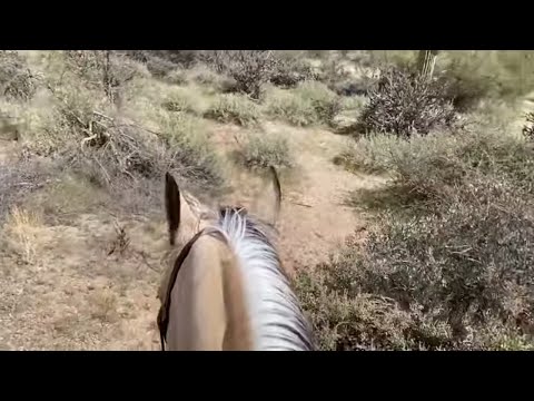 How To Reduce Anxiety While Trail Riding