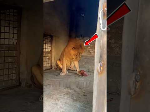 ⚠️ Never Make the Mistake of Feeding Meat to a Pet Lion Like This! 🦁#shorts