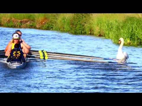Cambridge Bad Rowers - 2019/06/14 18:37 May bumps 2019 Newnham College 8 hits cygnets