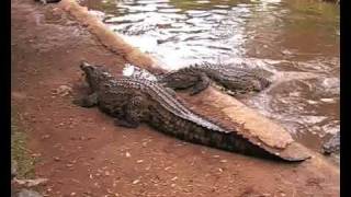 preview picture of video 'Feeding crocodiles'