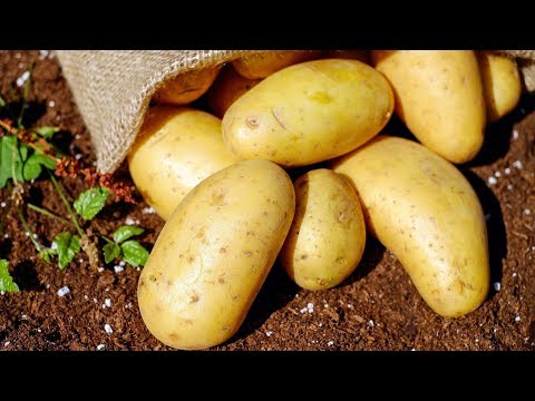 Health benefits of potatoes according to science