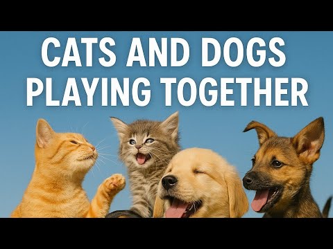 Joyful Moments: Cats and Dogs Playing Together