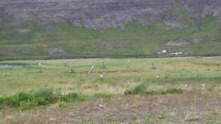 preview picture of video 'Bird Breeding Area in Tálknafjördur - June 19, 2009'