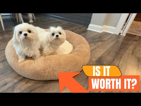 Review: Plush Donut Dog Bed with Waterproof Liner & Washable Cover #ad