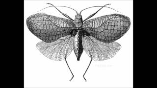 I, Parasite - Moths