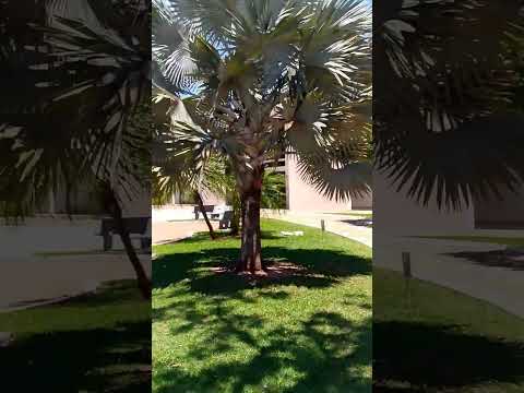 Ivinhema Mato Grosso do Sul Brasil