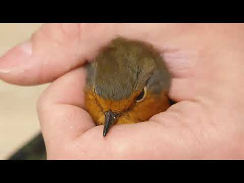 🐦 Rotkehlchen Freilassung vom 05.12.2021