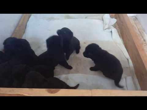 25 дней щенкам н\о черного окраса питомника «Schwarzer Fluss».Д\р. 28.02.20 г .(German Shepherd Dog)