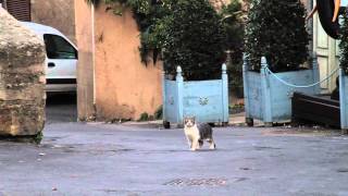 Baptiste W. Hamon - Van Zandt (live in Southern France) - Jan 2012