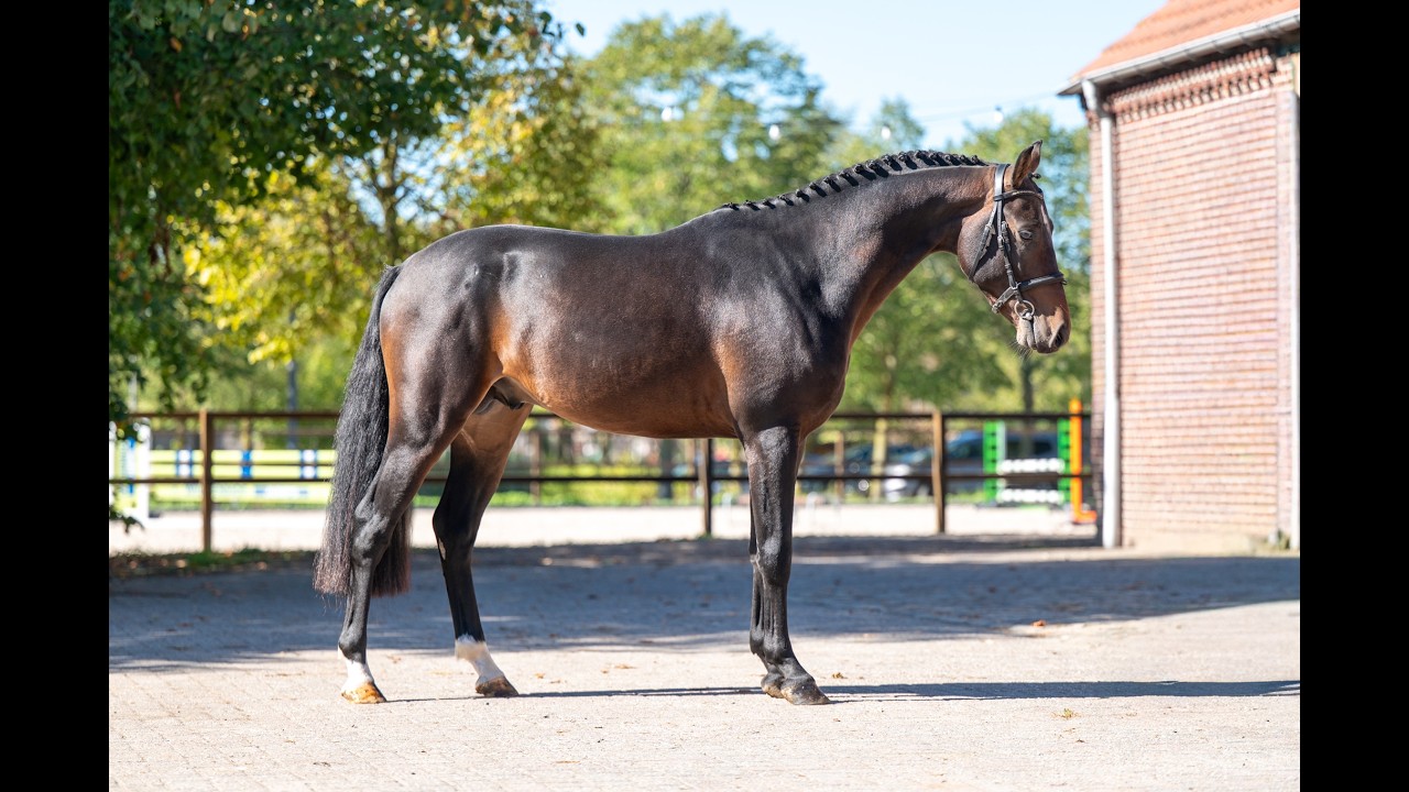Mastermind - AES Licensed (KOETSIERSHOEVE MESSENGER x VITANO) video 1
