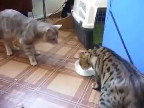 Funny Cat Comedy