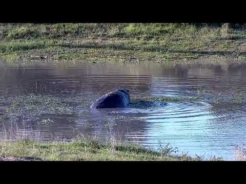Djuma: Impalas and Hippo - 16:03 - 05/27/2022