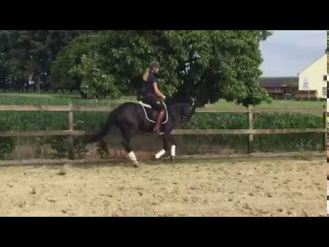 3-jähriger Ponywallach v. Nutrix-Hilkens Black Delight