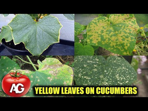 , title : 'THE LEAVES ON CUCUMBERS ARE YELLOWING URGENTLY TAKE ACTION OTHERWISE THERE WILL BE NO HARVEST