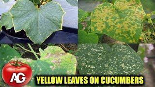 THE LEAVES ON CUCUMBERS ARE YELLOWING URGENTLY TAKE ACTION OTHERWISE THERE WILL BE NO HARVEST