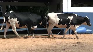 Vídeo 150 - 1ª ETAPA MEGA LIQUIDAÇÃO TOTAL AGROPECUÁRIA MARAJOARA - DIA 4 | GADO GIROLANDO E HOLANDÊS
