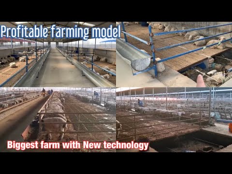 Biggest goat farms China | goat farm automatic cleaning equipment | New & Amazing goat farming model
