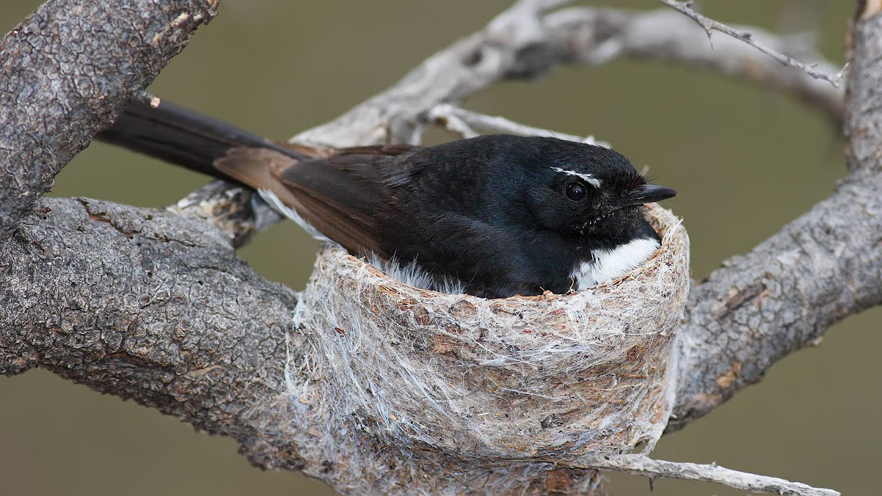 Baby Willie Wagtail Call vs Parent Call