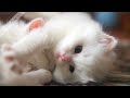 Cute Cat Whatsapp Status Cat Funny Video Cat Whatsapp Status Aww Animals Cat Playing Video