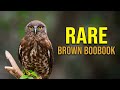 Brown Boobook Or Brown Hawk Owl Call