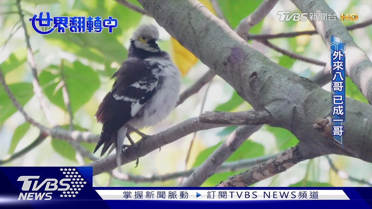 兒時記憶 常見的本土鳥種「麻雀」去哪了?