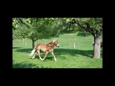 Haflingerzucht Preinig