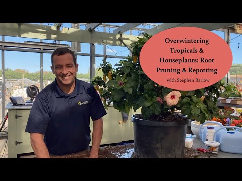 Barlow's TV [Episode 113] Overwintering Tropicals & Houseplants PART 1: Root Pruning & Repotting
